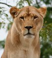 Interested_lioness