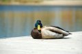 Relaxing_Duck