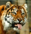 Tiger_tongue